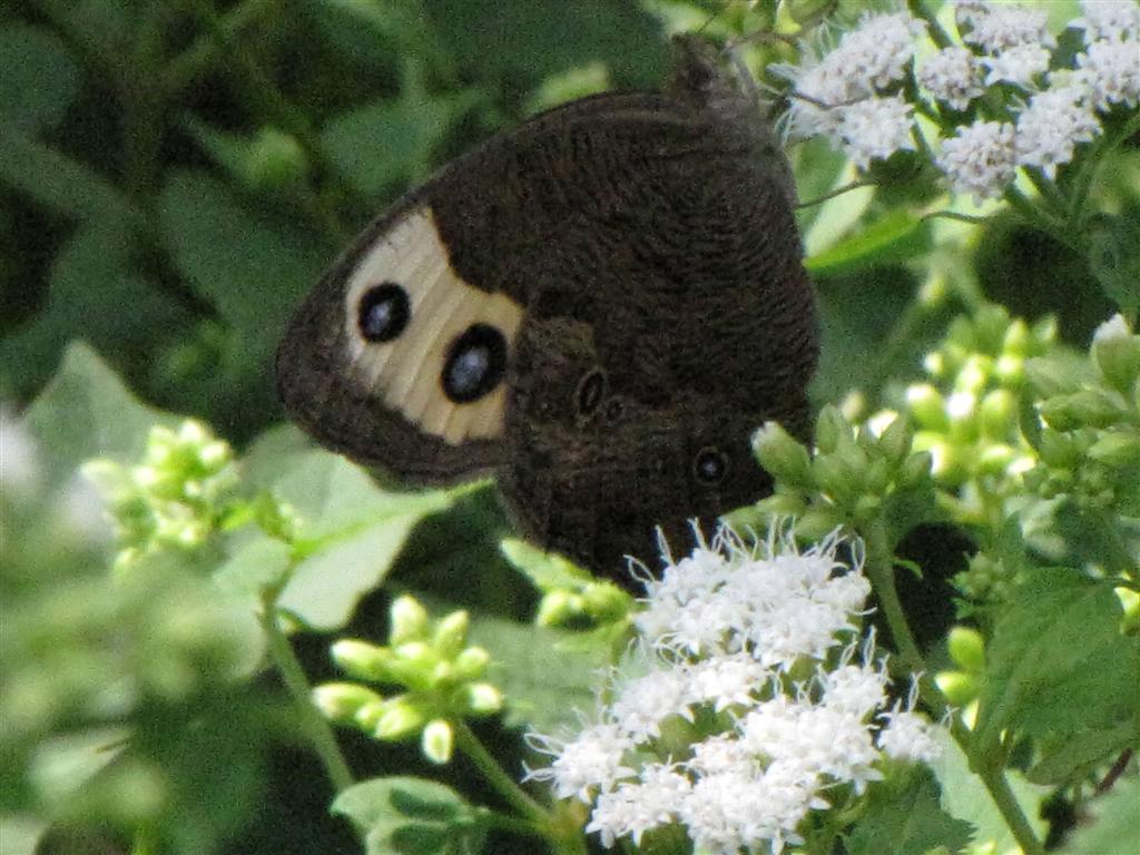 [080809+id+butterfly+or+moth_2+(Large).jpg]