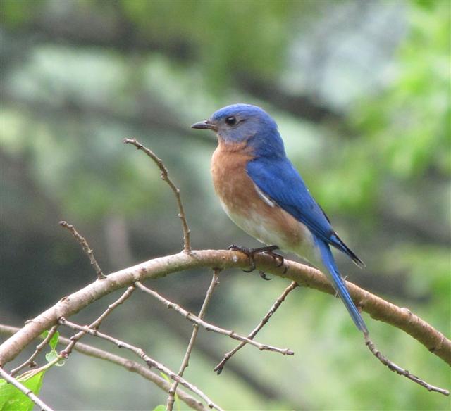 [IMG_1683_Bluebird+(Small).jpg]