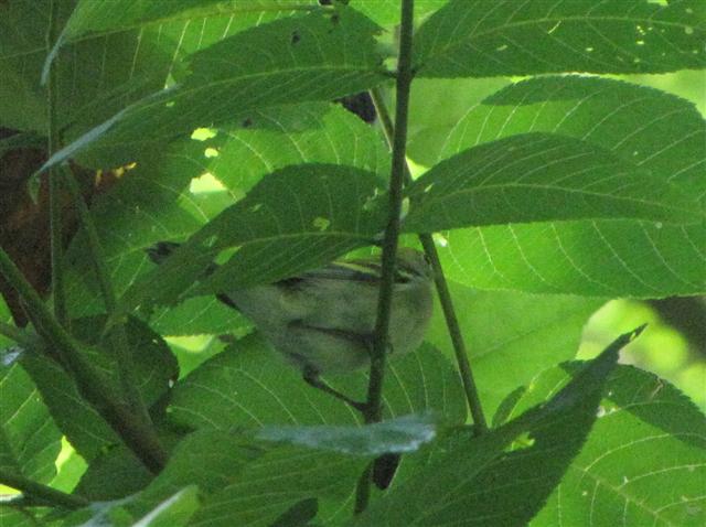 [083009+Milford+Mill+Warbler_1+(Small).jpg]