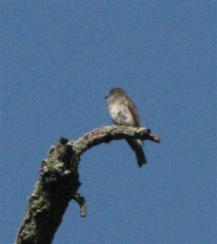 [083009+maybe+Phoebe+(Small).jpg]