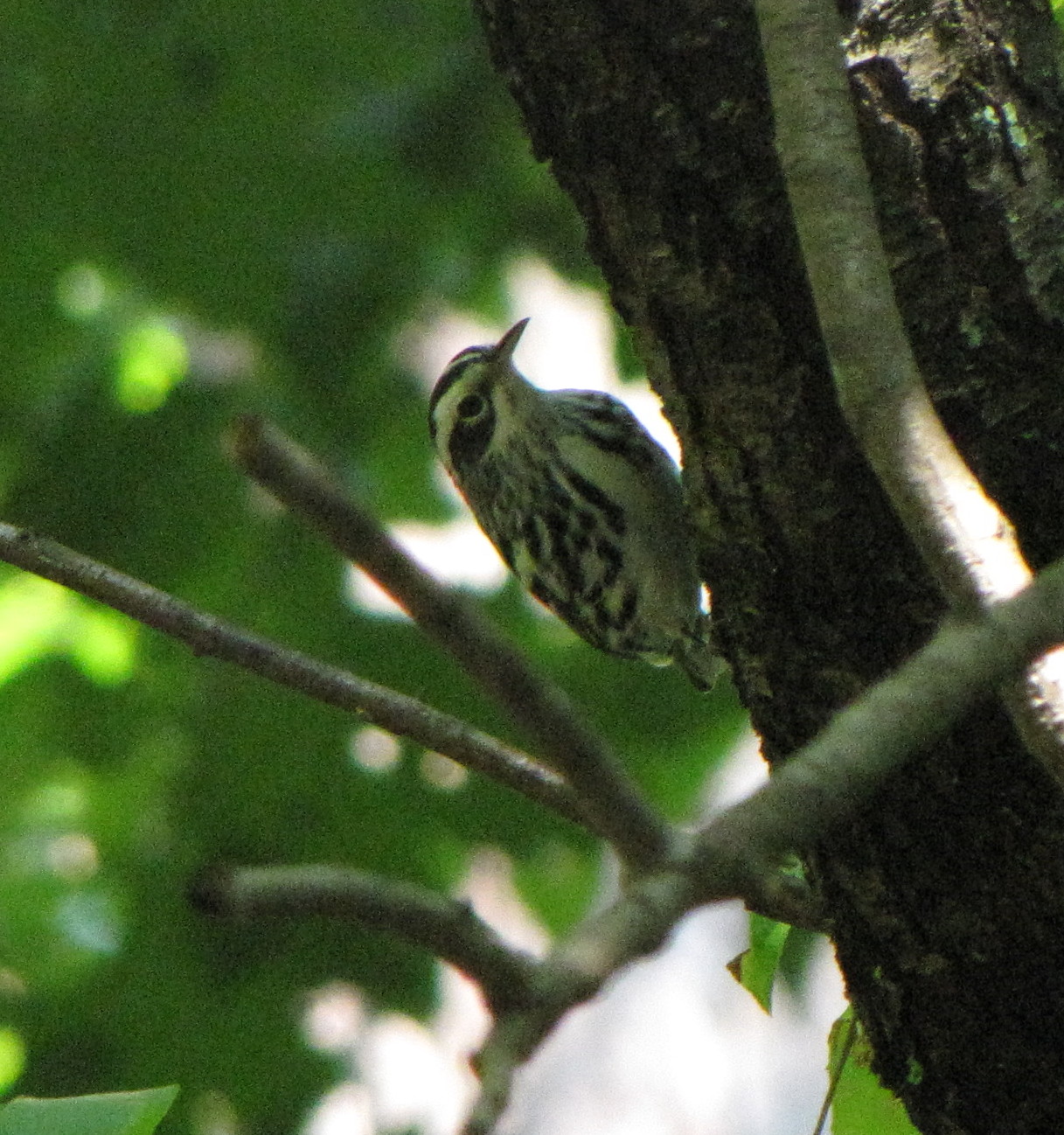 [083009+B&W+Warbler.jpg]