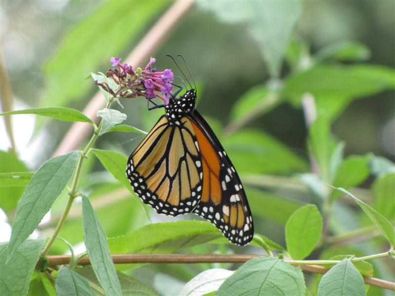 [IMG_4478+(Medium).JPG]