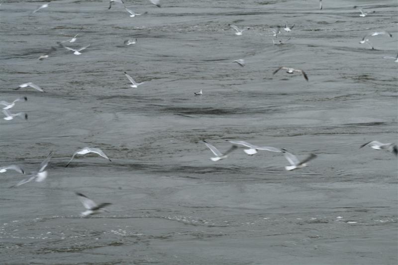 [IMG_0720+(Medium).JPG]