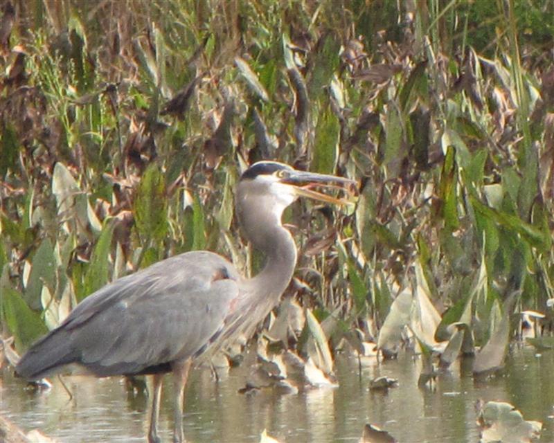 [IMG_4647_GB+Heron+hasn't+swallowed+yet+(Medium).jpg]