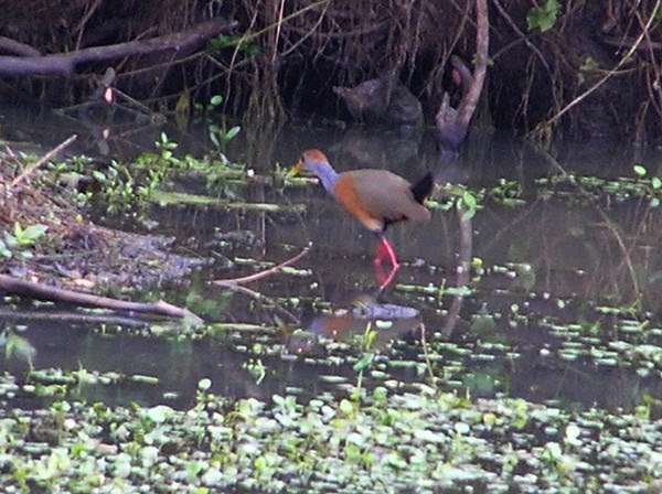 [Gray+necked+Wood+rail+Belize.jpg]