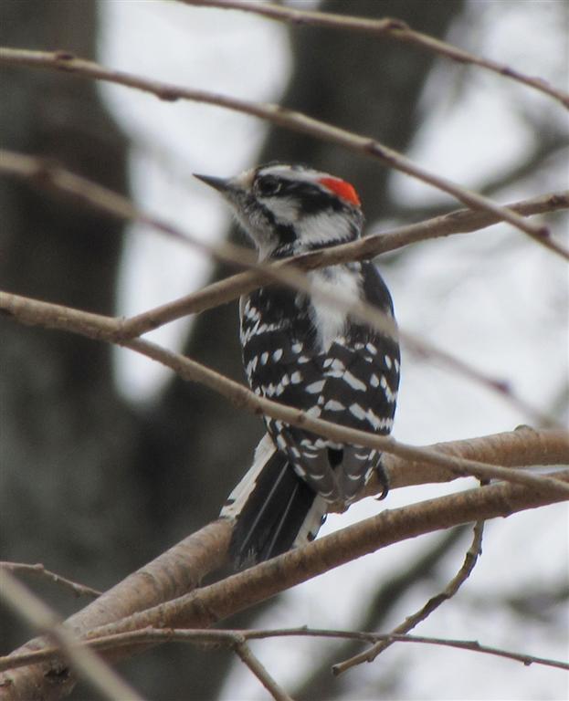 [030109+Male+Downy+(Large).jpg]