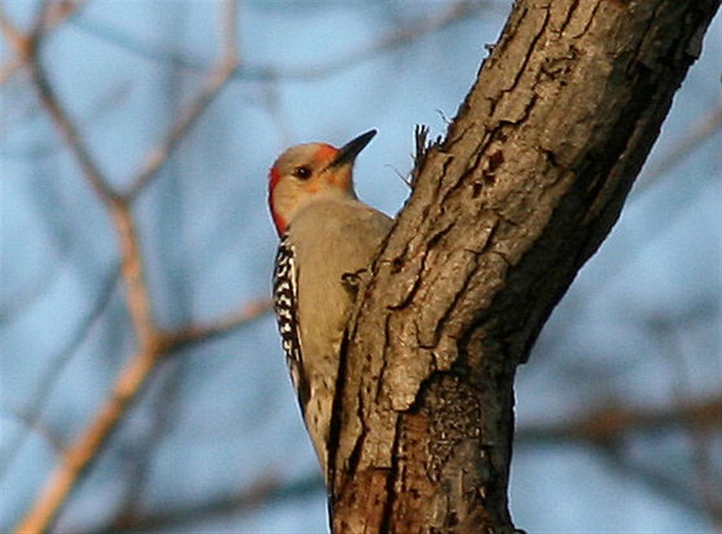 [041608+RedBellied+Woodie+(Large).jpg]