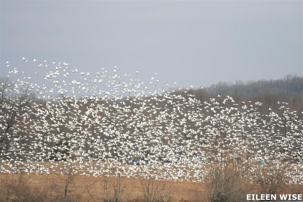 [IMG_1685+(Large).jpg]