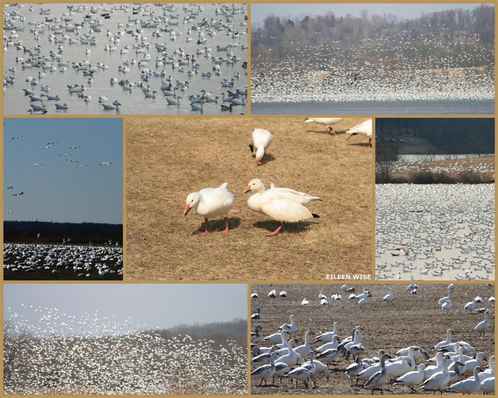 [Snow+geese_Mosaic+(Large).jpg]