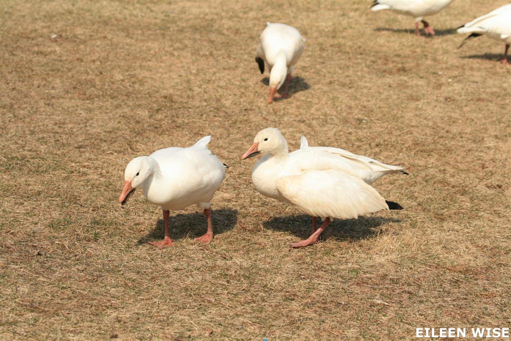 [IMG_1658+(Large).jpg]