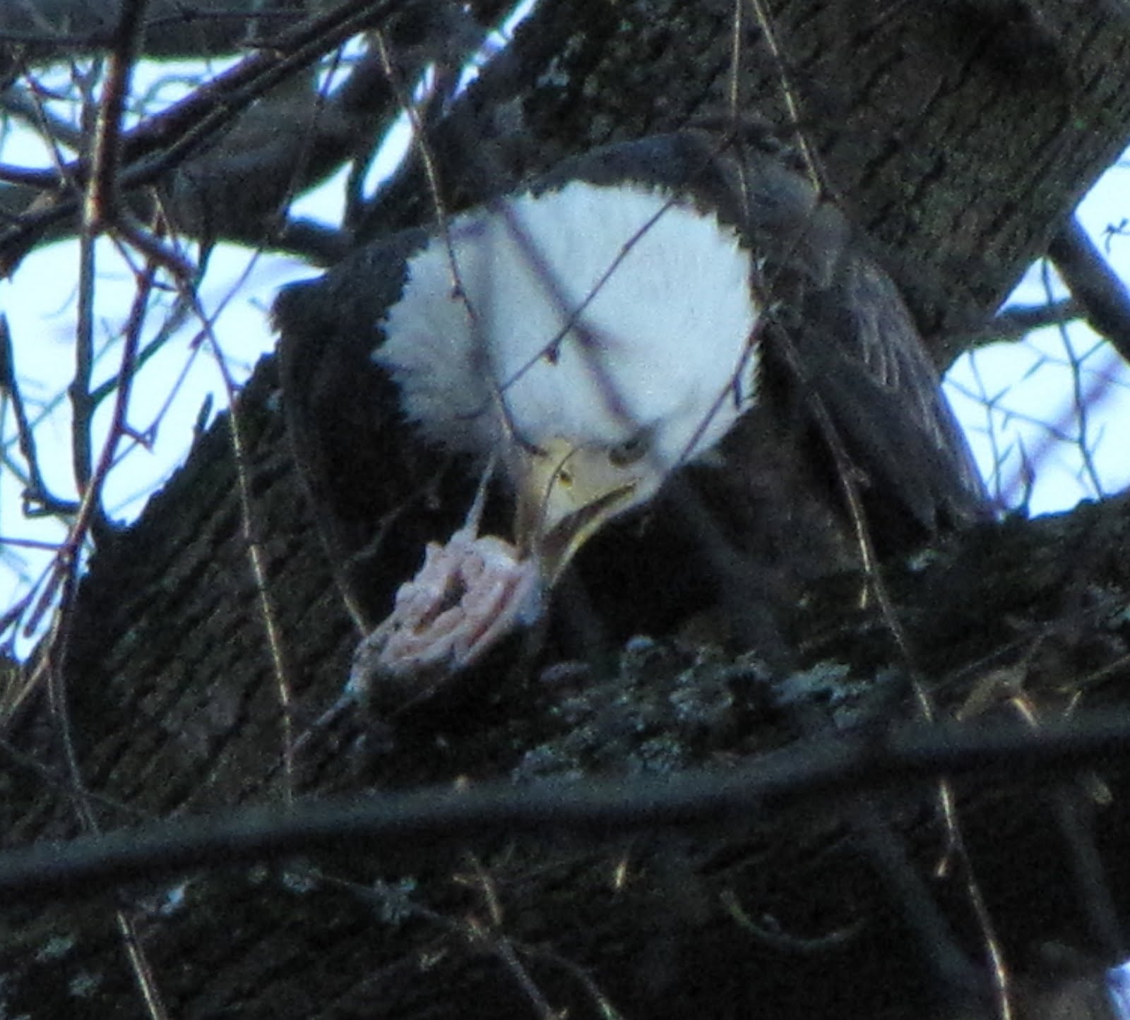 [IMG_5639_Eagle+with+catfish.jpg]