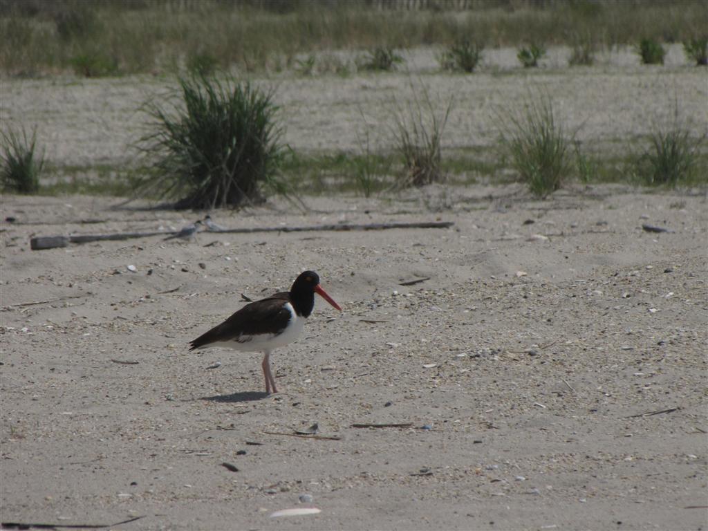 [IMG_2394+(Large).JPG]