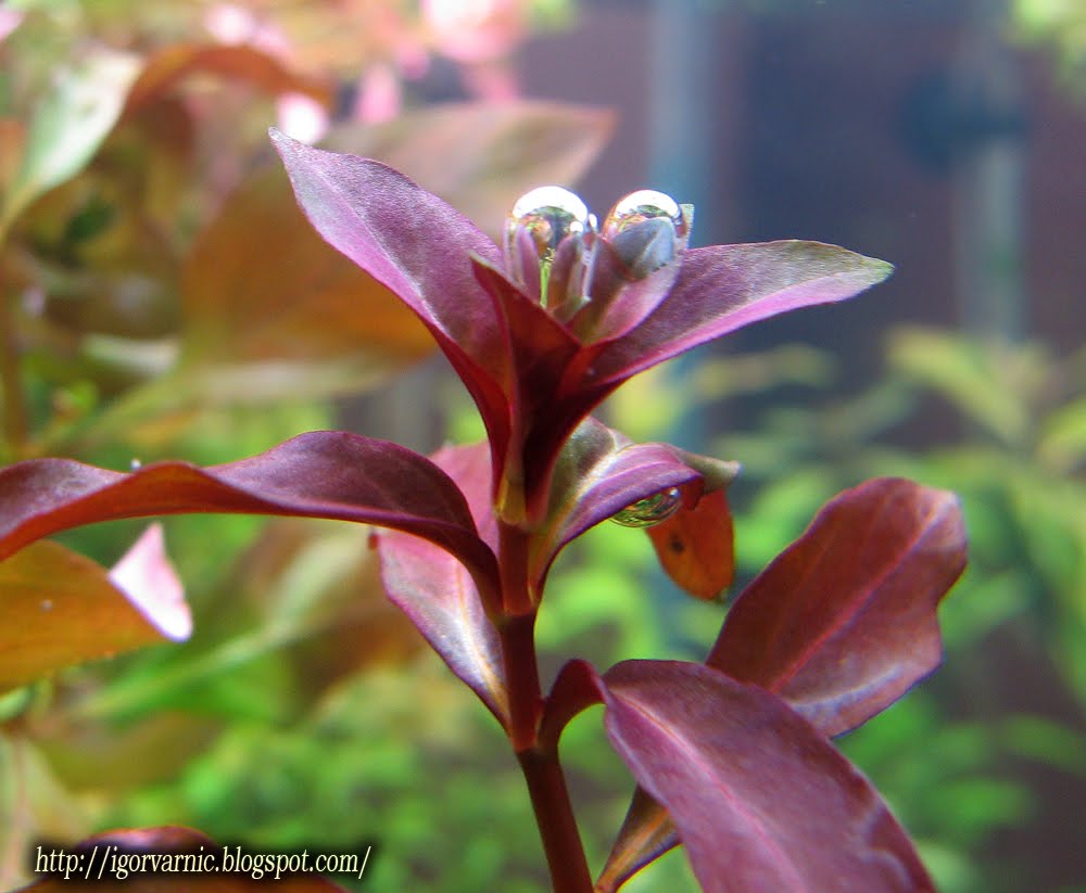 [Ludwigia+repens.jpg]