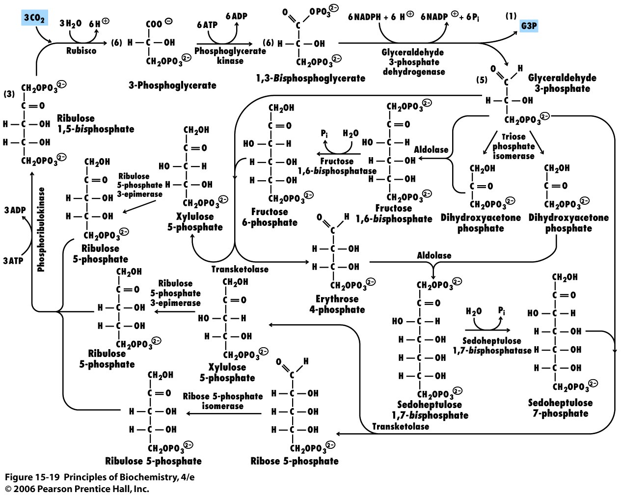 benson exercise cycle