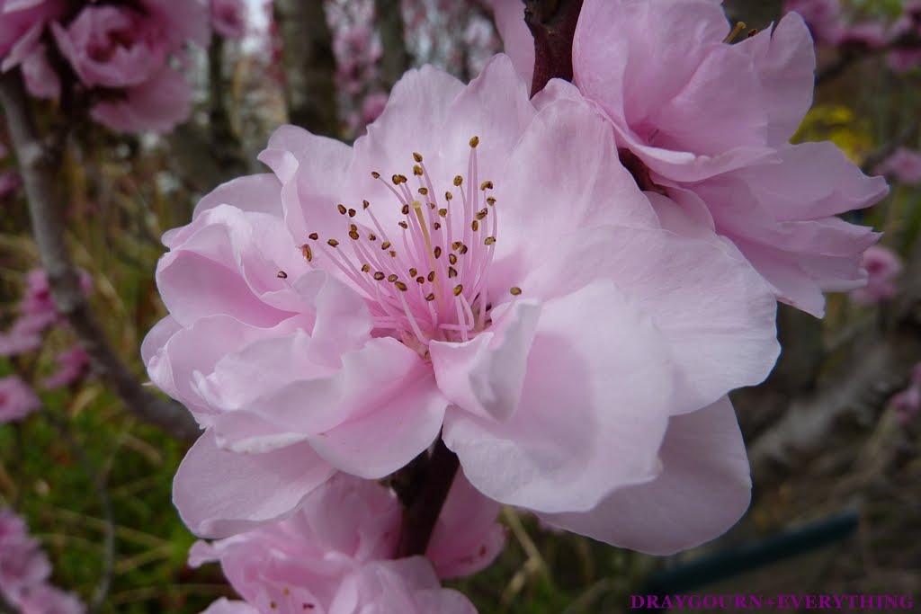  Cari  Gambar  Sekuntum Bunga  Sakura