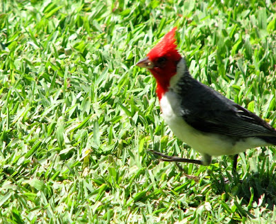 Brazilian or Red-crested Cardinal, Maui, Hawaii