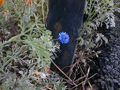 Blue Flower, Astoria, Oregon