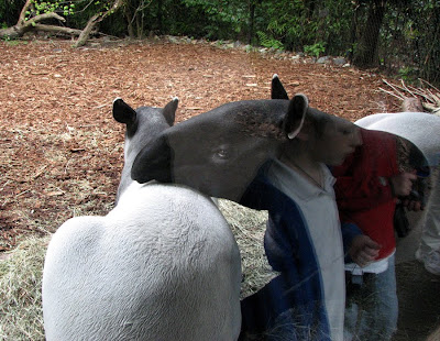Kids and Tapirs - Woodland Park Zoo, Seattle, Washington
