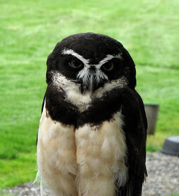 Spectacled Owl at Woodland Park Zoo