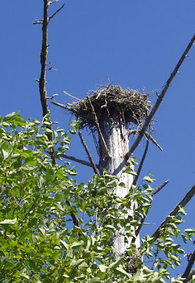 Osprey nest, Warrenton, Oregon