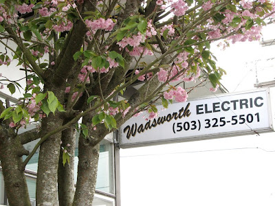 Falling cherry blossoms at Wadsworth Electric, Astoria, Oregon