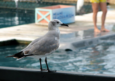 Seagull at Miami Seaquarium