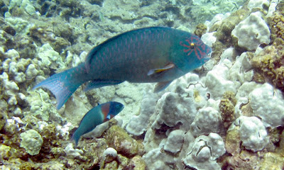 Star-eyed Parrotfish and Saddle Wrasse, Maui, Hawaii
