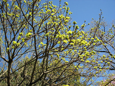 Green blossoms on a tree