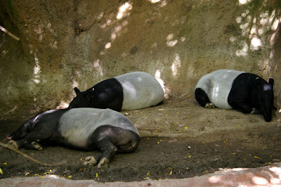 Sleeping Malayan tapirs at the Singapore Zoo, by Annemarie Hasnain