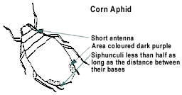 [cornaphid.gif]