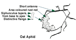 [oataphid.gif]