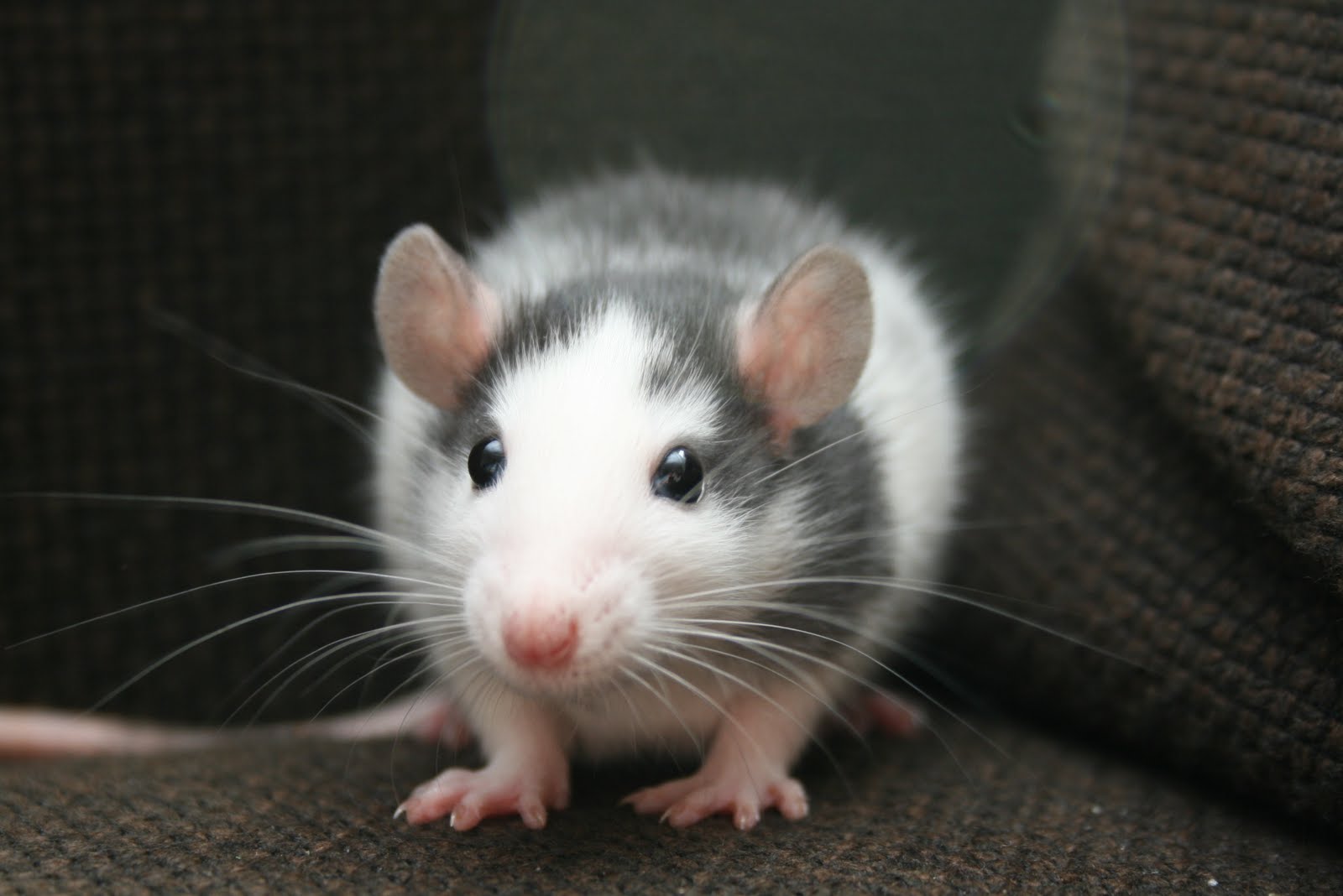 Tamme rat, intelligent en lief huisdier! | Pet rats, Animal lover, Pets