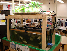 One of our first Aquaponic Systems