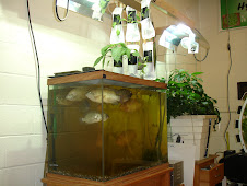 One of our early Aquaponic Systems