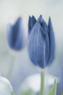 [blue_tulip.jpg]