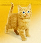 Through Cat's Eyes