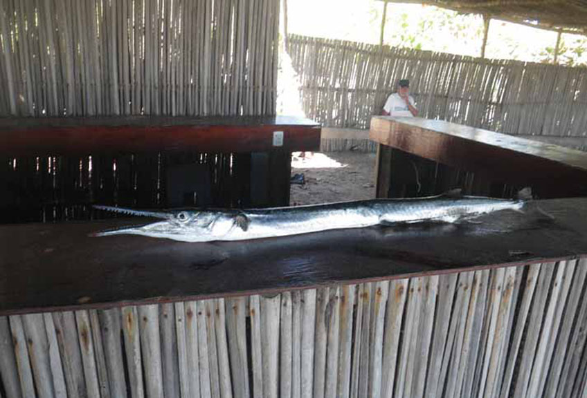 Rene Heil - Ranch Photographer: Needle Nose Fish