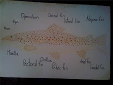 Parts of the trout