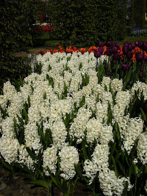 Imagini Olanda: flori la expozitia florala