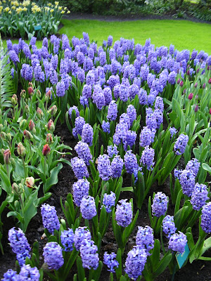 Flori albastre Olanda