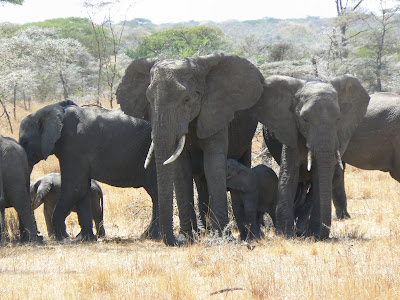 Imagini Kenya: elefanti in Amboseli