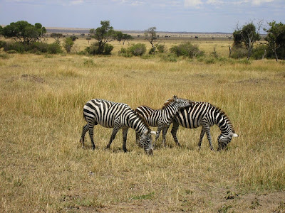 Zebre in Masai Mara