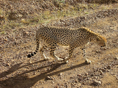 Imagini safari: ghepard in Masai Mara