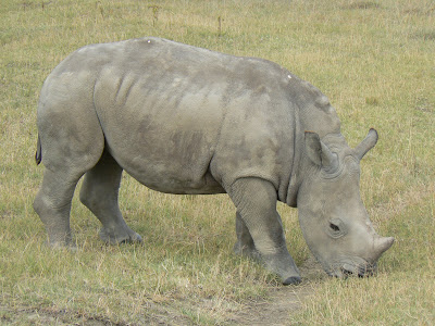 Pui de rinocer in parcul Nakuru Kenya