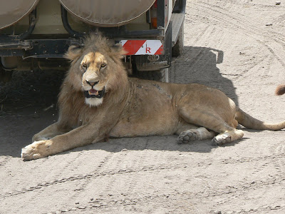 Safari Tanzania: leu in Ngorongoro