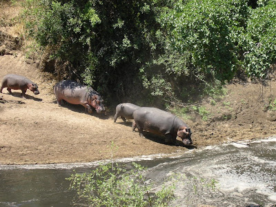 Safari Serengeti Tanzania: hipopotami spre apa