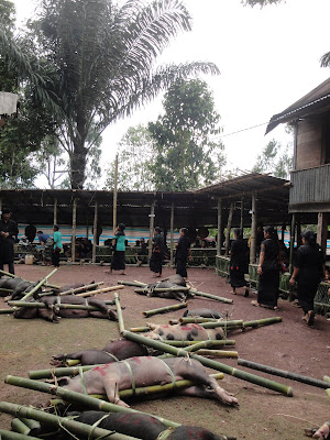 Porci sa fie taiati in Indonezia