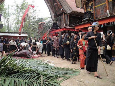 Ceremonie ingropare Sulawesi