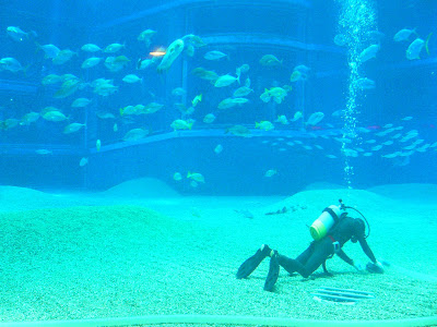 Scafandru in acvariu