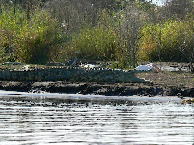 Obiective turistice Etiopia: lacul Chamo, crocodil